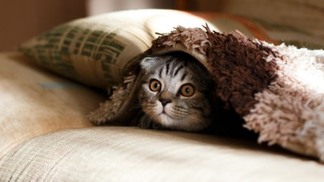 Gato debaixo de um cobertor