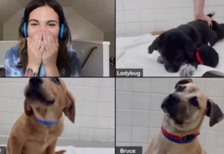 Pedigree incentiva adoção de cães com videoconferência