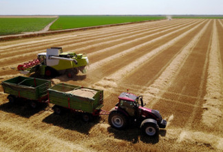 Bird’s eyes view from flying drone of the harvester machine and tractor with two trailers working in the wheat field on a sunny day.