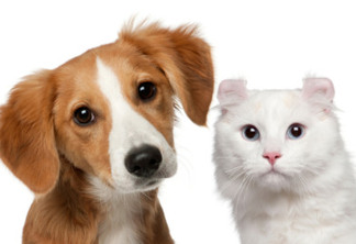 Mixed-breed puppy, 4 months old and a American Curl cat, 1 and a half years old, in front of white background