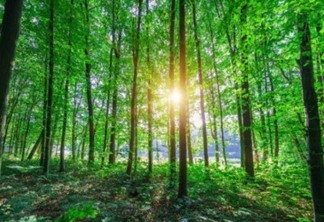 17 de Julho - Dia de Proteção das Florestas