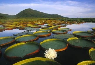 Observatório do Pantanal quer conhecer o turista 