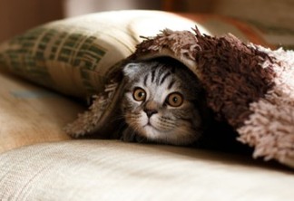 Gato debaixo de um cobertor