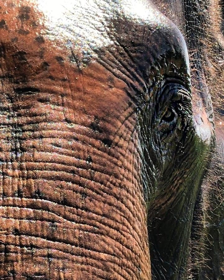 amarula elefantes