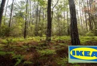 Ikea compra floresta nos Estados Unidos